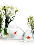 Coup de ♥ : Le vase aquarium