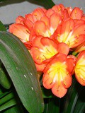 Clivia
