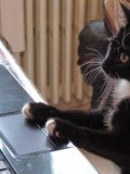 Les chatventures de Bout De Zantillais - 19 : Spécial Journée Internationale du Chat