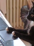 Les chatventures de Bout De Zantillais - 7