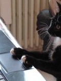 Les chatventures de Bout De Zantillais - 9