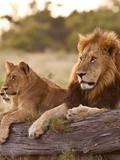 Nat Geo Wild présente une nouvelle édition de Big Cat Week avec Julie Ferrier en ambassadrice