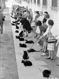 Casting de chats noirs – Hollywood 1961