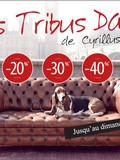 Les Tribus Days de Cyrillus
