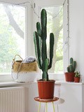 Mes Plantes // Cactus