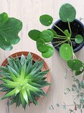 Mes Plantes // Succulentes