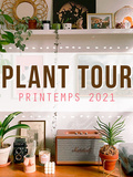 Plant tour 2021 – Ma collection de plantes d’intérieur