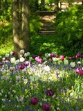 Une visite au parc de tulipes de Keukenhof
