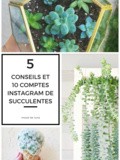 5 conseils et 10 comptes Instagram sur les succulentes
