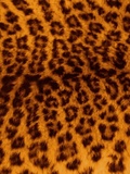 4 raisons d’opter pour des vêtements du style léopard