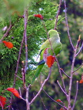 L'invasion des perroquets verts
