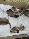 Urgent: chatons en détresse: relayez