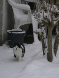 Instant t : un chat en hiver