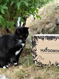 La Matoobox du mois d'août qui plaira à votre chat