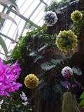Mille et une orchidées des 5 continents