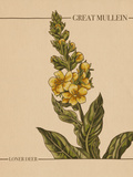 Musique, Loner Deer nouvel ep Great Mullein