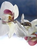 Orchidées pour l'Instant t