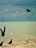 Souvenirs de voyage insolite : Tetiaroa