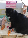 Ziggy la marque conçues pour les chats