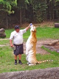 Travel Memories - Australia Wildlife Experience Tiger Island