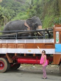 Ballade à dos d'éléphants