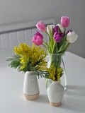 Tulipes et mimosa