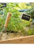 La tisane d’herbes aromatiques