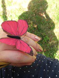 Un papillon s'est posé sur ma main :)