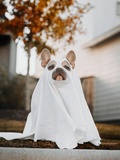 20 idées repérées sur Pinterest pour une déco d’Halloween trop mignonne