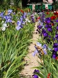 Un endroit féerique : Le Jardin Claude Monet à Giverny