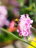 12 plantes pour attirer les abeilles et papillons sur un balcon