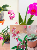 5 orchidées faciles et originales à cultiver chez soi