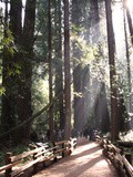 Dans la Forêt de Petit-Pied, Muir Woods #17