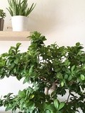 10 jolies plantes dépolluantes pour l’intérieur