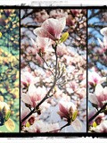 Arbre en fleurs ( magnolias ) - Printemps 2012