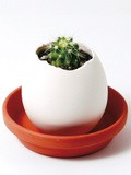 Eggling cactus : oeuf à faire pousser