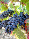 Ailleurs : Château de Marsannay, dégustation au domaine sur la route des Grands Crus du vignoble de Bourgogne