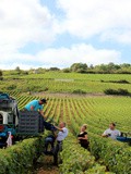 Cinéma : l’âme du vin, un documentaire de Marie-Ange Gorbanevsky