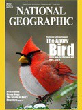 Coup de coeur de la semaine: les animaux loufoques, The Angry bird à la une du National Geographic, la chauve souris de Batman et the Evil Cat