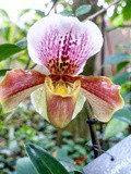 Expo : Mille & Une Orchidées 2020 - Grande Serre Tropicale du Jardin des Plantes - Jusqu'au 2 mars 2020