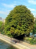 Paris : Le Square du Vert Galant, jardin romantique et lieu d'histoire - Ier