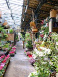 Paris : Marché aux fleurs Reine Elisabeth ii, halte bucolique hors du temps sur l'île de la Cité - IVème