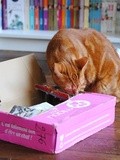 Petit Bateau teste la Miaou Box et la Kitty Box